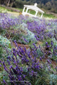 maui lavendar farm, maui photographer
